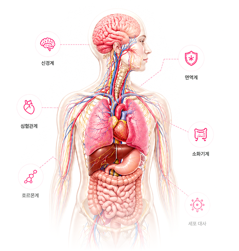인체 시스템 및 기능 해부도 일러스트